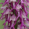 hybride orchis homme pendu * orchis singe