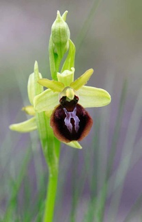 ophrys2010-1
