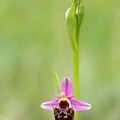 ophrys2016-13