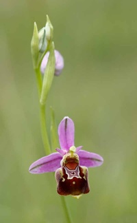 ophrys2016-18
