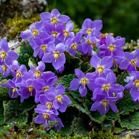 Fleurs des Pyrénées