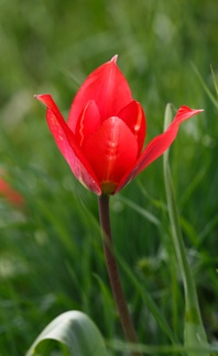 tulipe2015-6