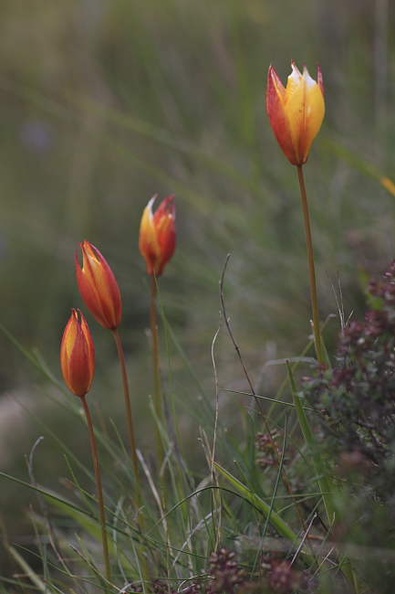 tulipe_australe.JPG