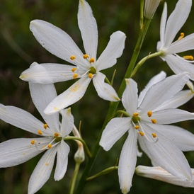 Anthericum à fleurs de lis - Phalangère à fleurs de lis