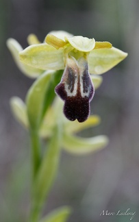 ophrys2013-4