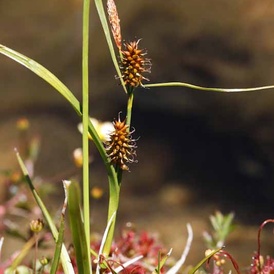Carex jaunatre