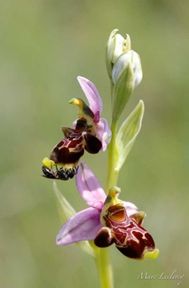 ophrys2017