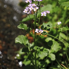 Cardamine a larges feuilles
