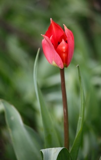 tulipe2015