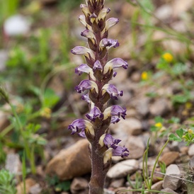 Orobanche penchée