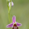 ophrys2016-18