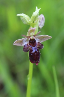 hybride Ophrys bécasse * Ophrys mouche