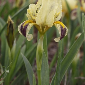 Iris jaunâtre
