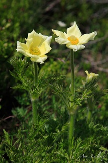 anemone2007-2