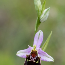 Ophrys du Gers