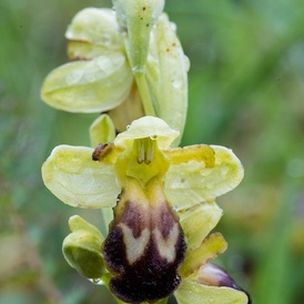 Ophrys de Gascogne