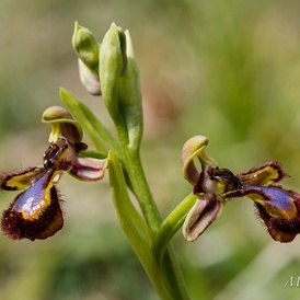 Ophrys ciliée