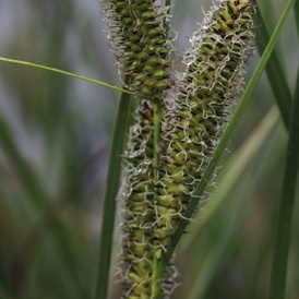 Carex à bec
