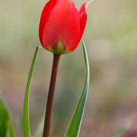 Tulipe précoce
