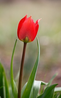 tulipe2015-3
