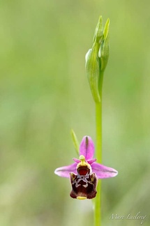 ophrys2016-13