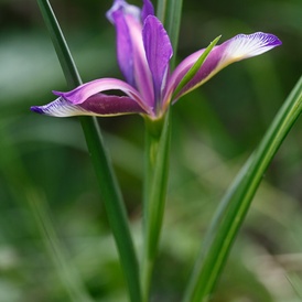 Iris à feuilles de graminée