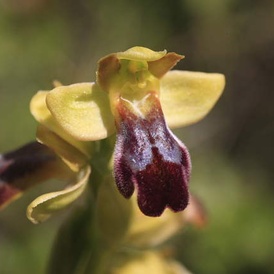 Ophrys des lupercales 