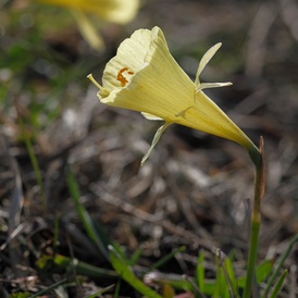 Narcisse bulboconium