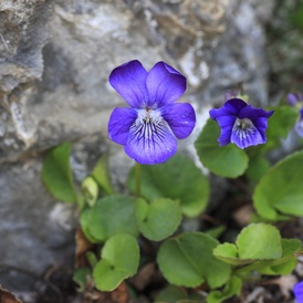Violette des Pyrénées