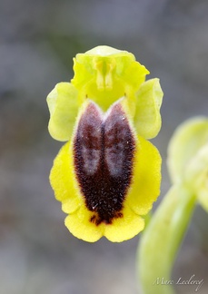 ophrys2016-5