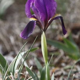 Iris petit Iris