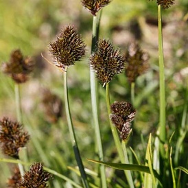 Carex noir