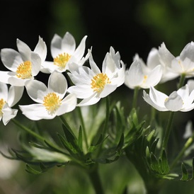 Anémone à fleurs de Narcisse