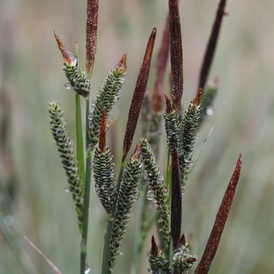 Carex des marais