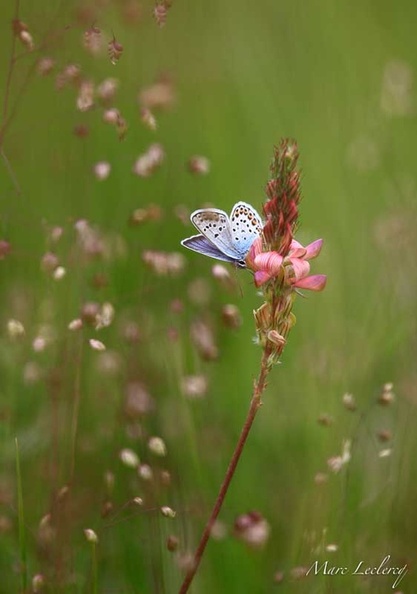 papillon2015-3.jpg