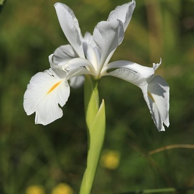 Iris des pyrénées