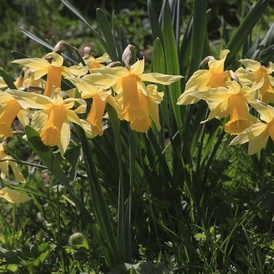 Narcisse bicolore
