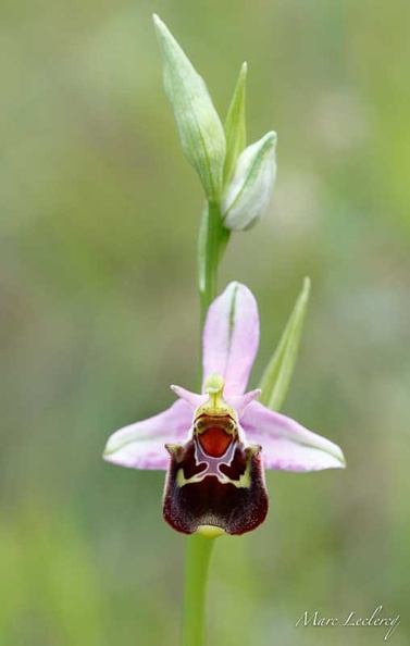 ophrys2016-26.jpg