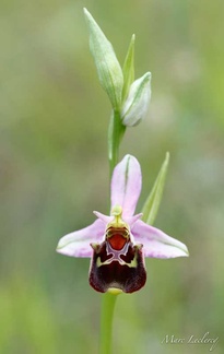ophrys2016-26