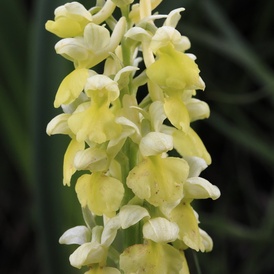 Orchis pâle