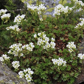 Saxifrage faux géranium