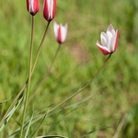 Tulipe de De L'Ecluse
