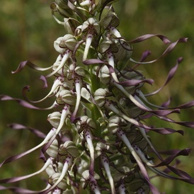 Orchis bouc (Loroglosse)