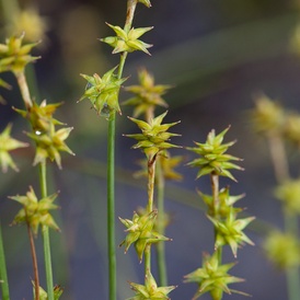 Carex à petites étoiles