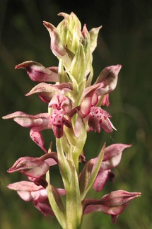 marc leclercq orchis punaise
