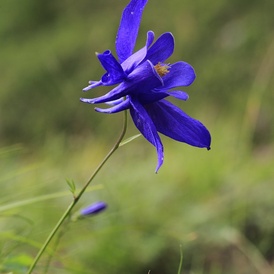 Fleurs bleues - violettes