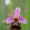 ophrys2016-22