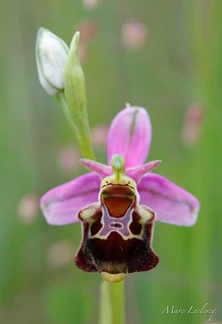 ophrys2016-22