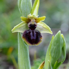Ophrys de la passion
