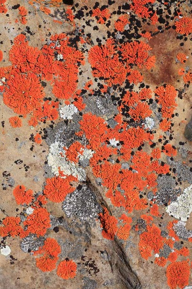 lichen2008-2.jpg